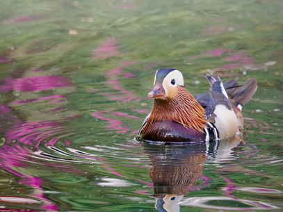 Thumbnail of Mandarin Duck